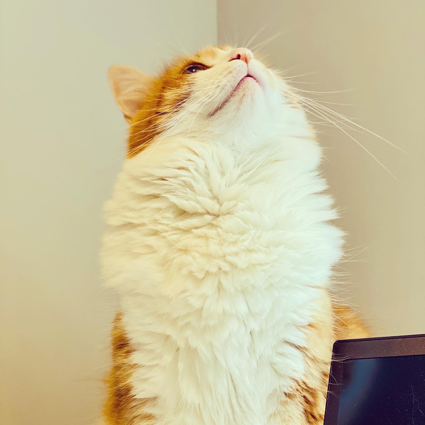 Norman Macdonald, a large orange cat