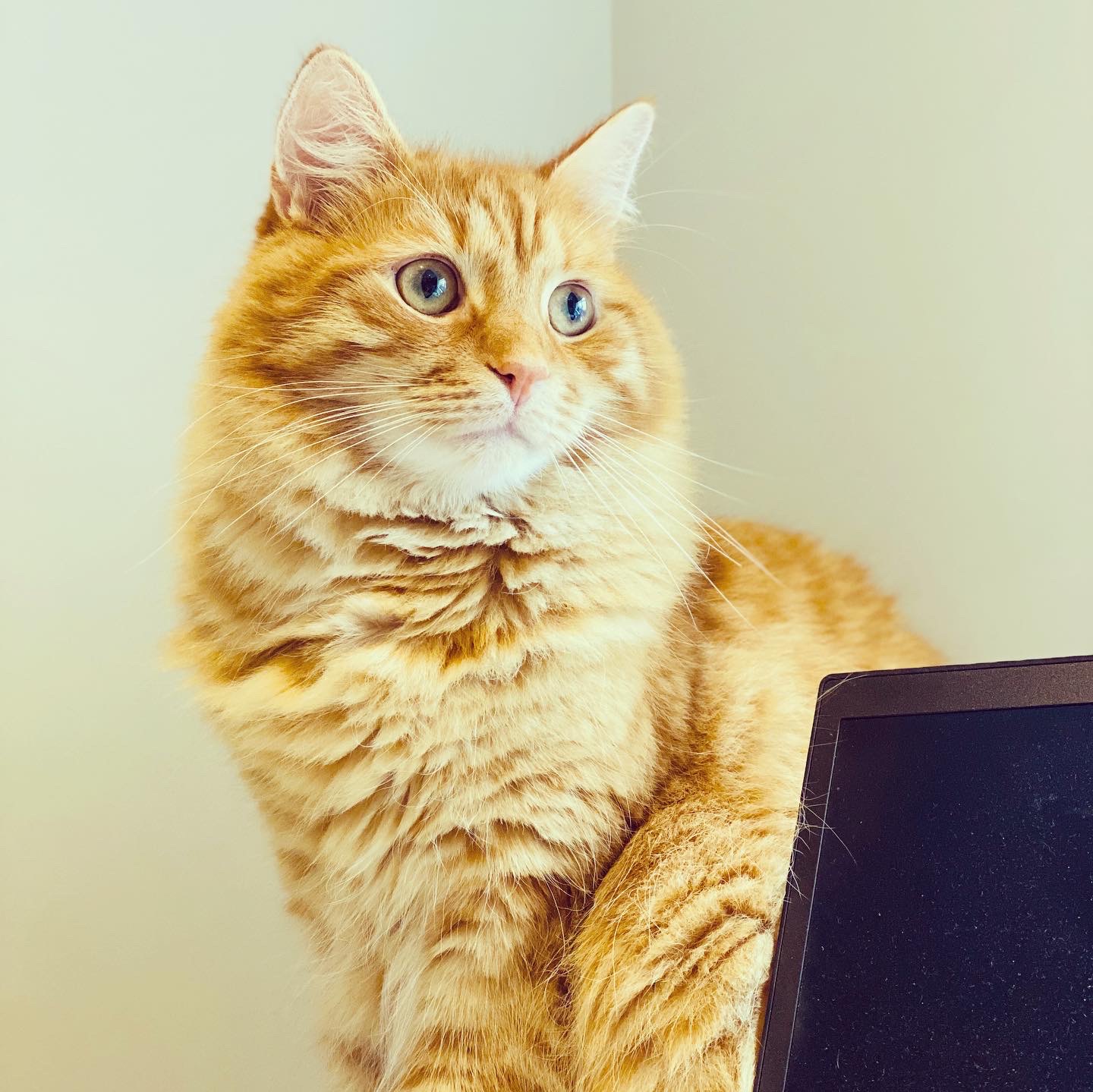 David Letterman, a small orange cat